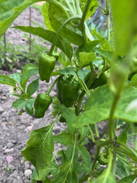 Peppers