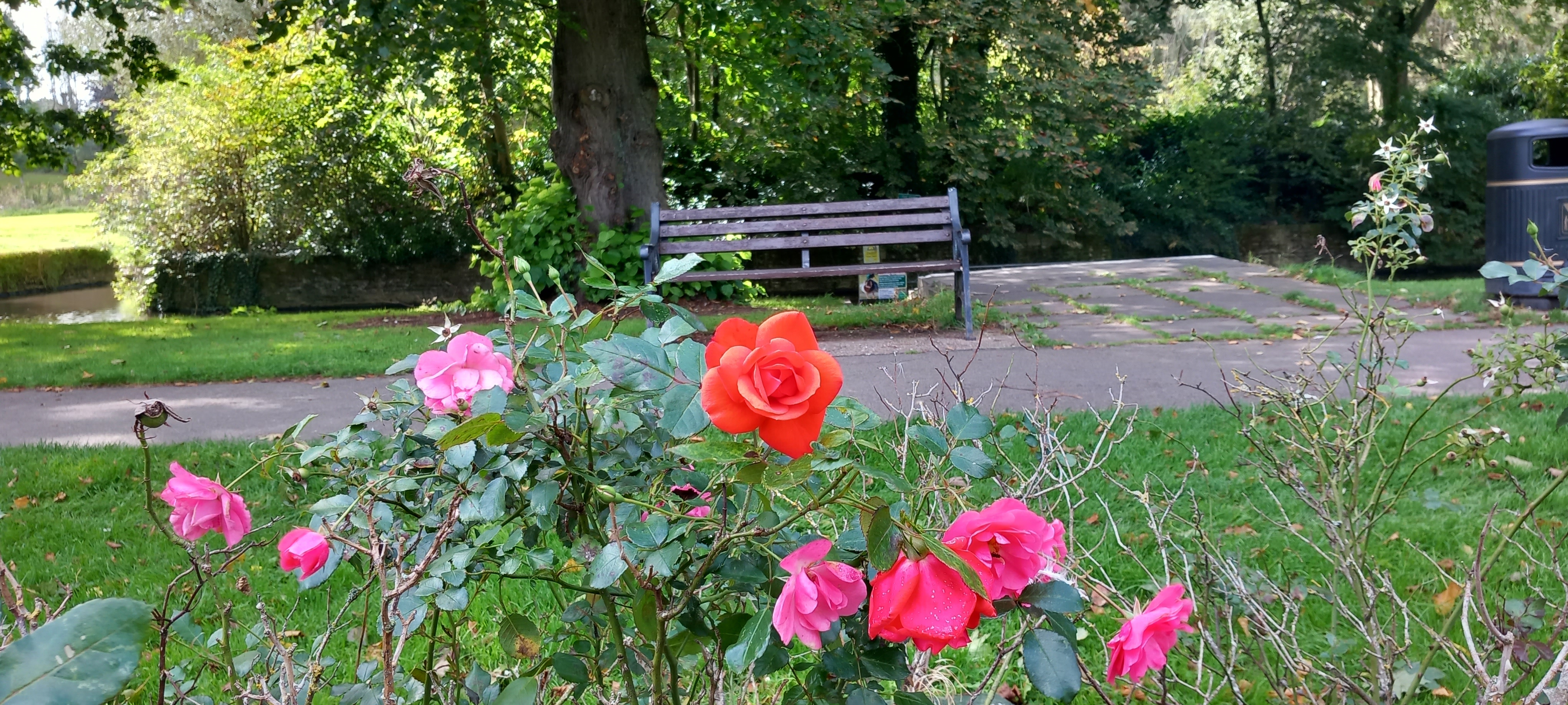 Sanders Park Memorial Trees and Benches