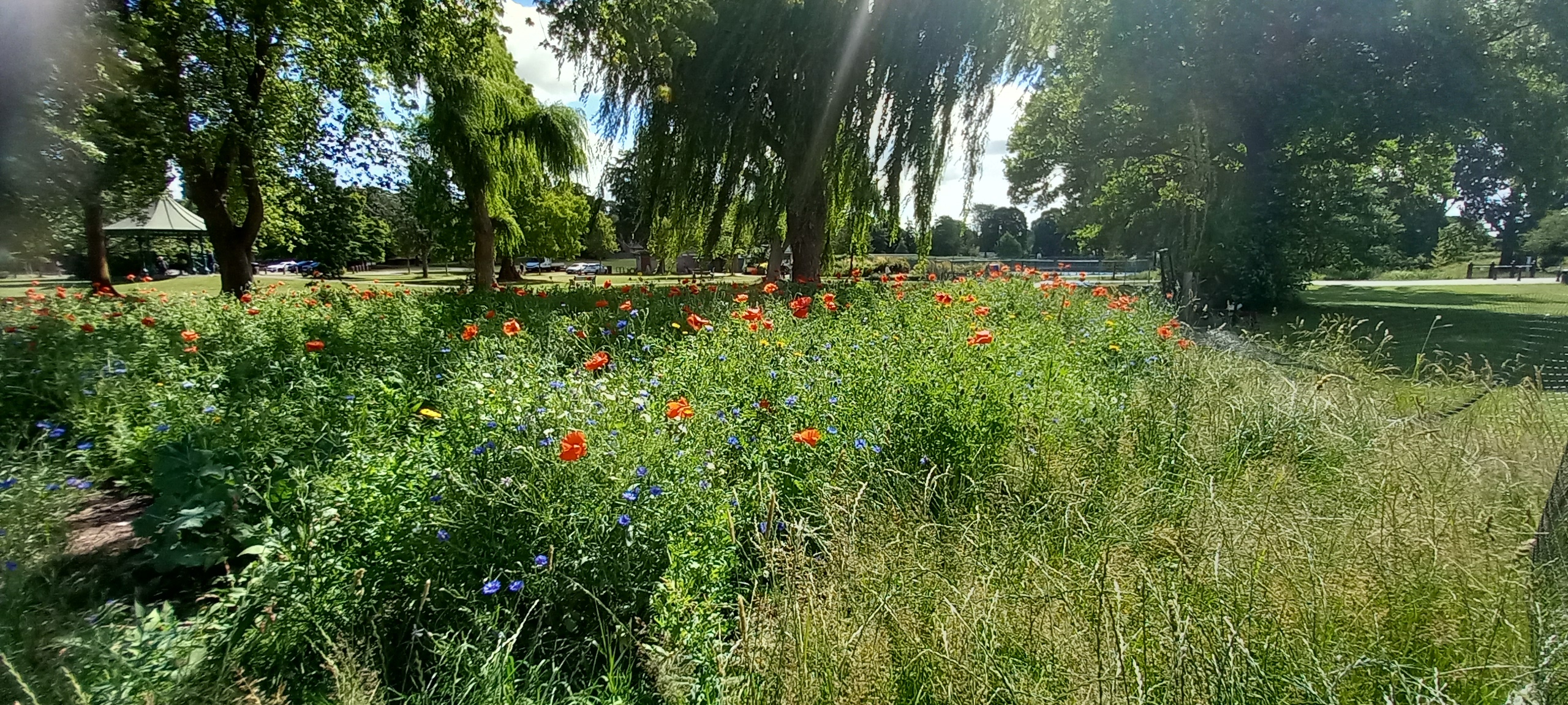Arrow Valley Wildflowers