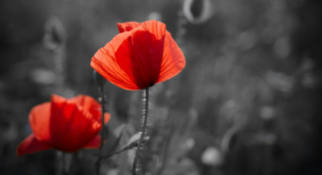 Lest We Forget – Remembrance in Bromsgrove  