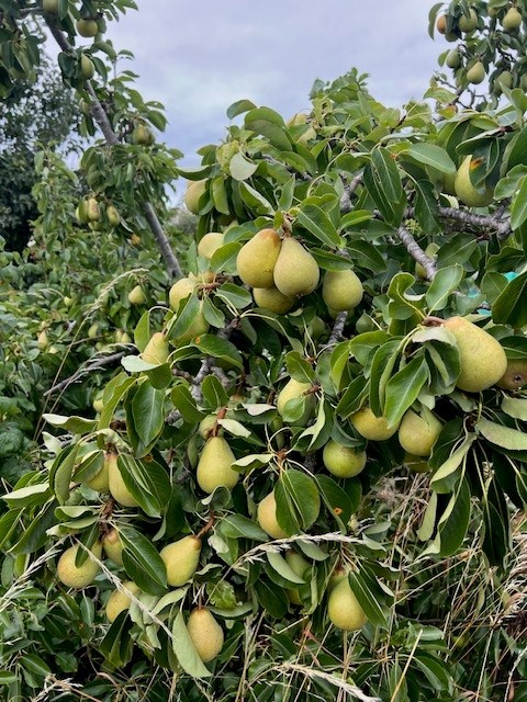 September Pears