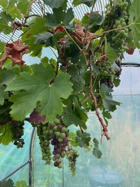 September Grapes