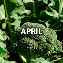 April