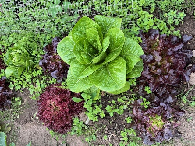Lettuce