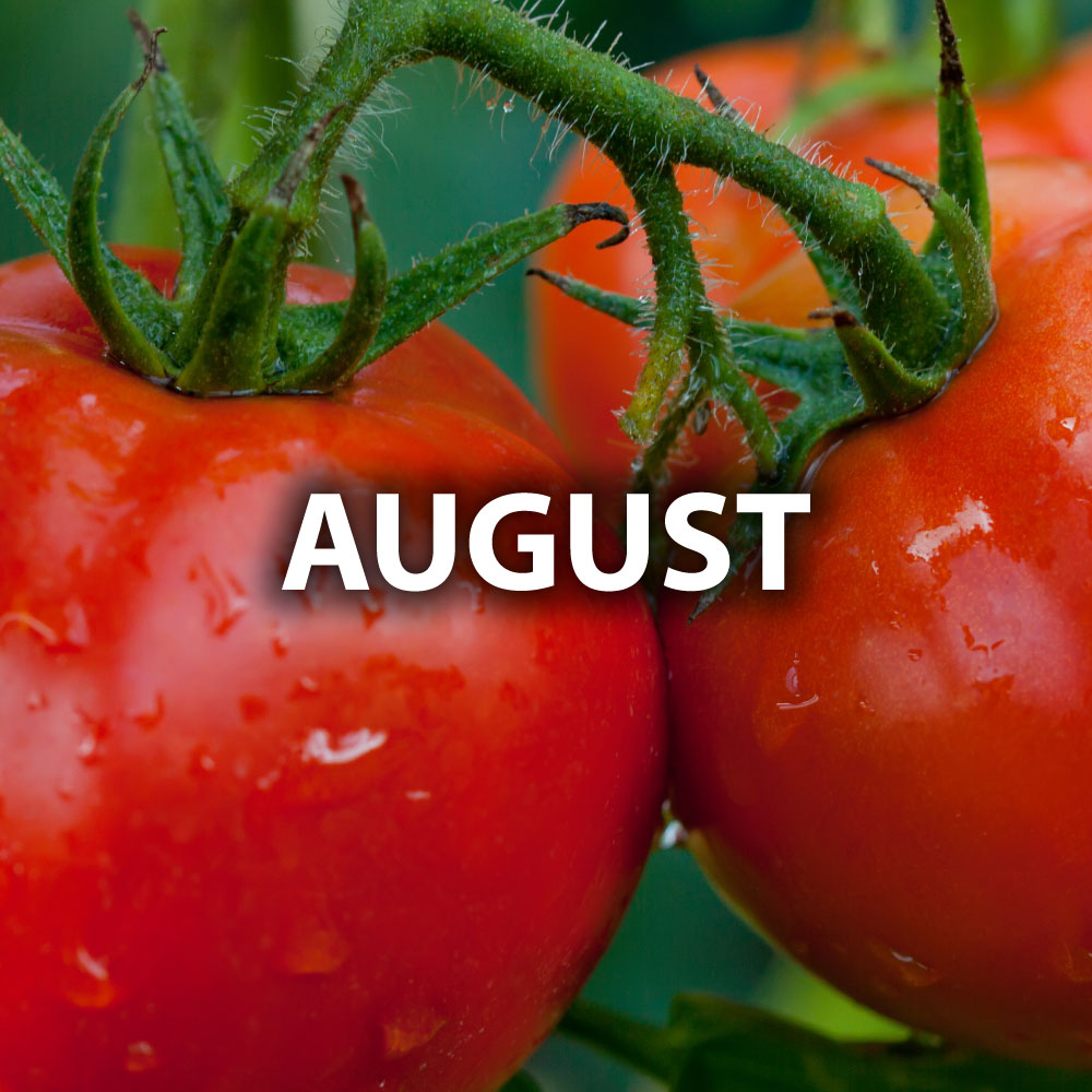 August