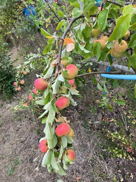 Apples