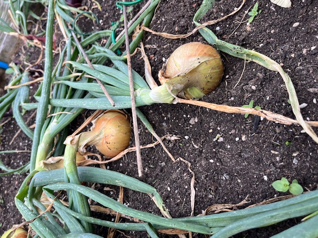 Onions