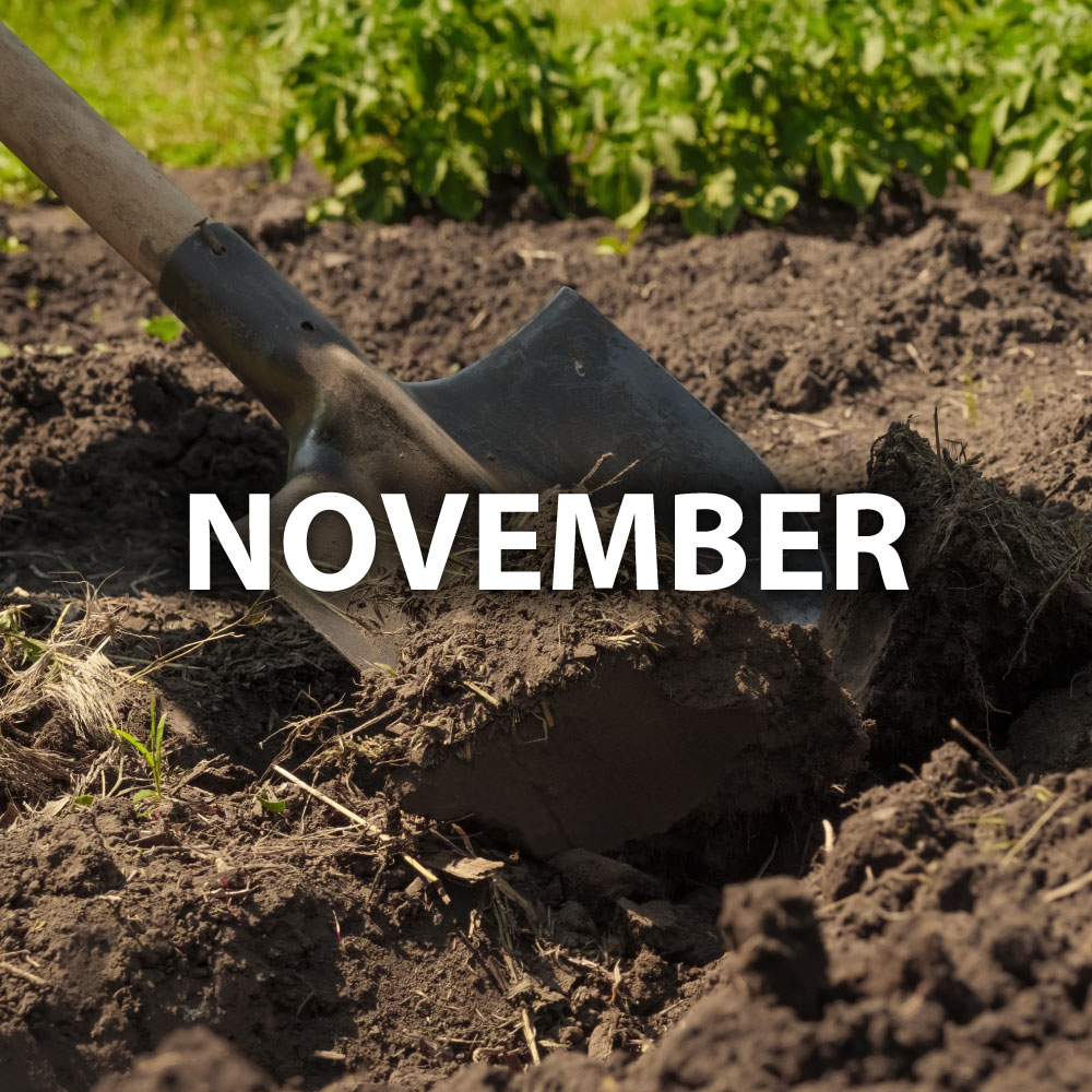 November
