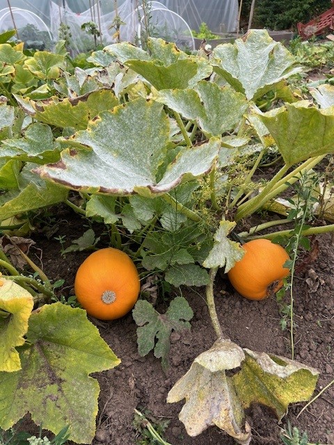 October Pumpkin