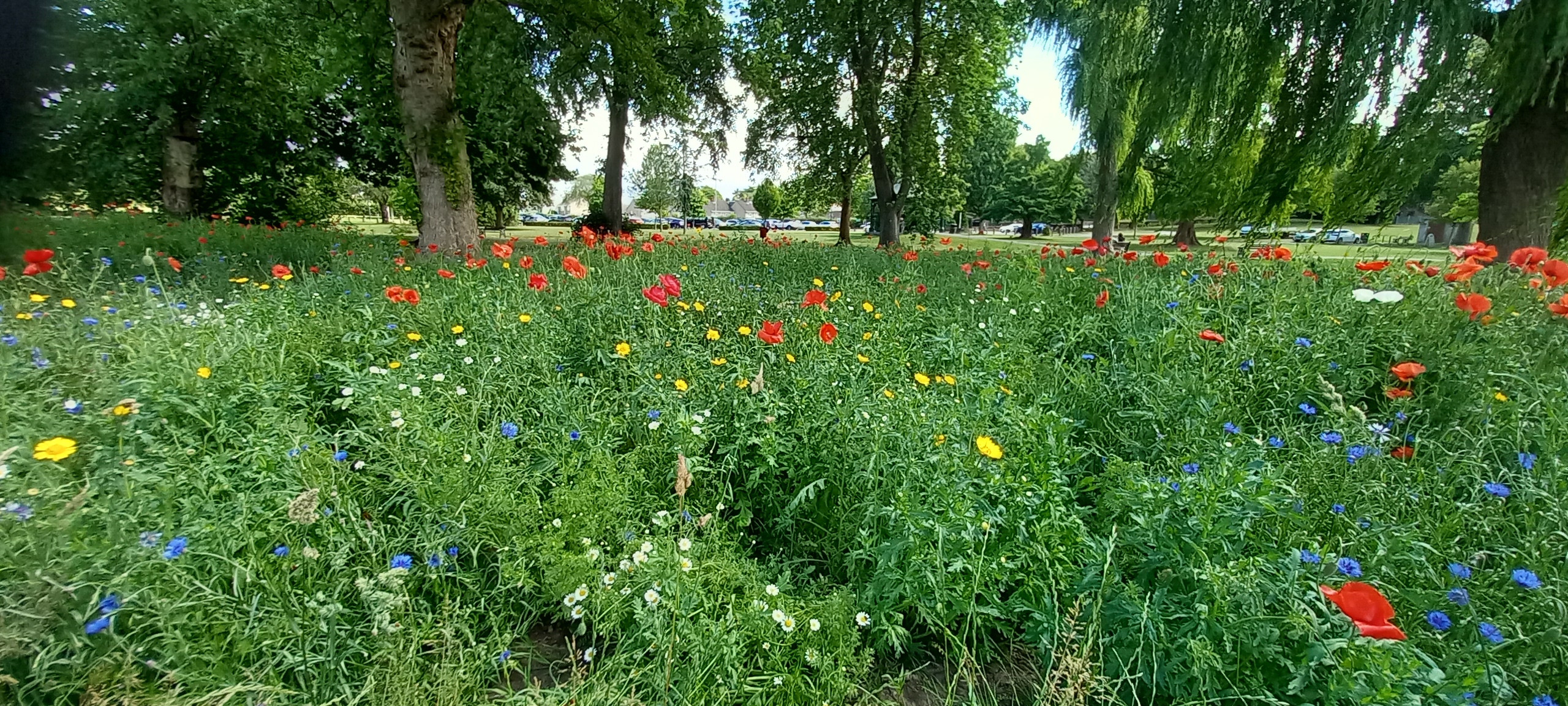 Arrow Valley Wildflowers