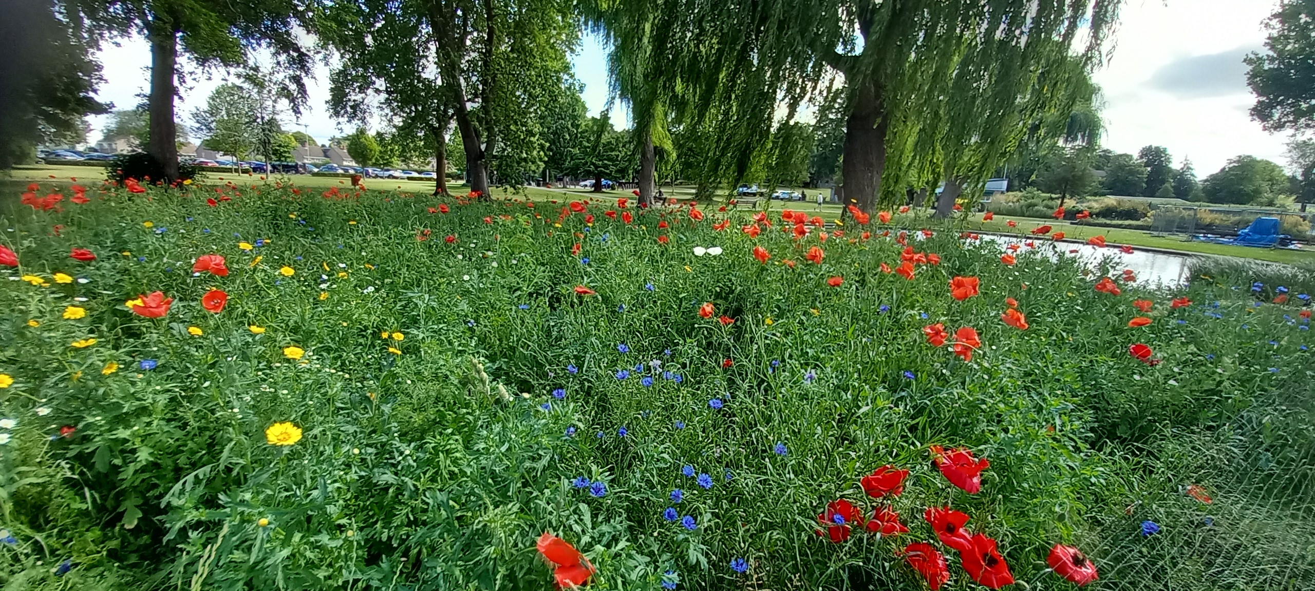 Arrow Valley Wildflowers