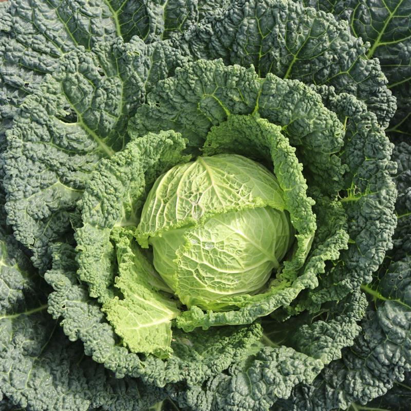 Cabbage