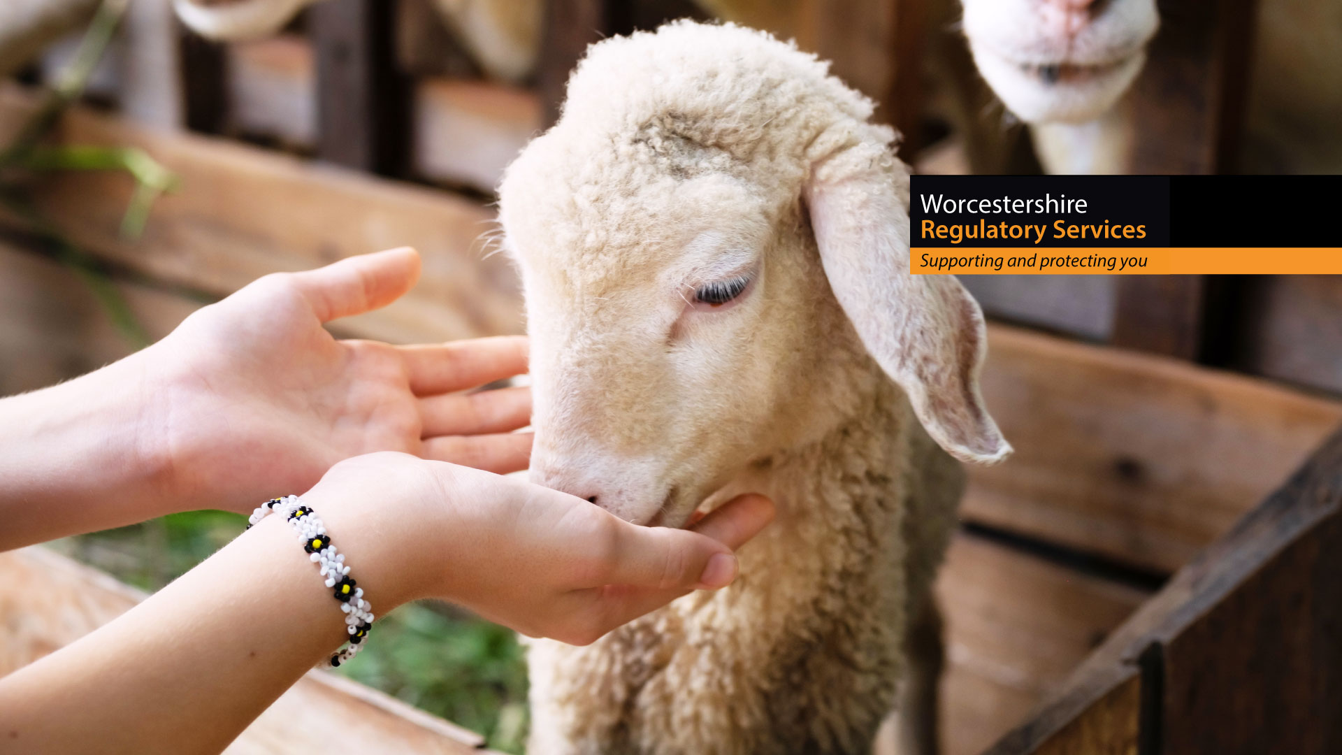 Lamb being fed with WRS logo mid way down graphic off centre to the right