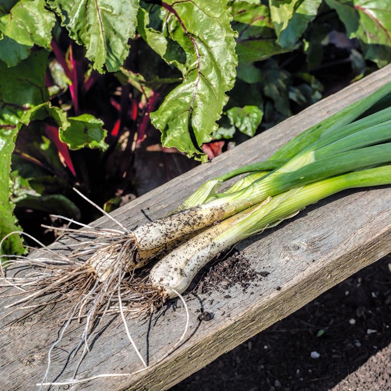 March Spring onion
