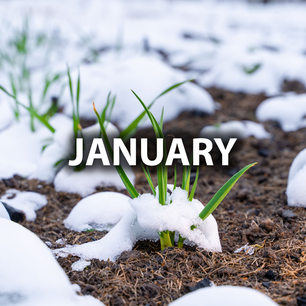 January