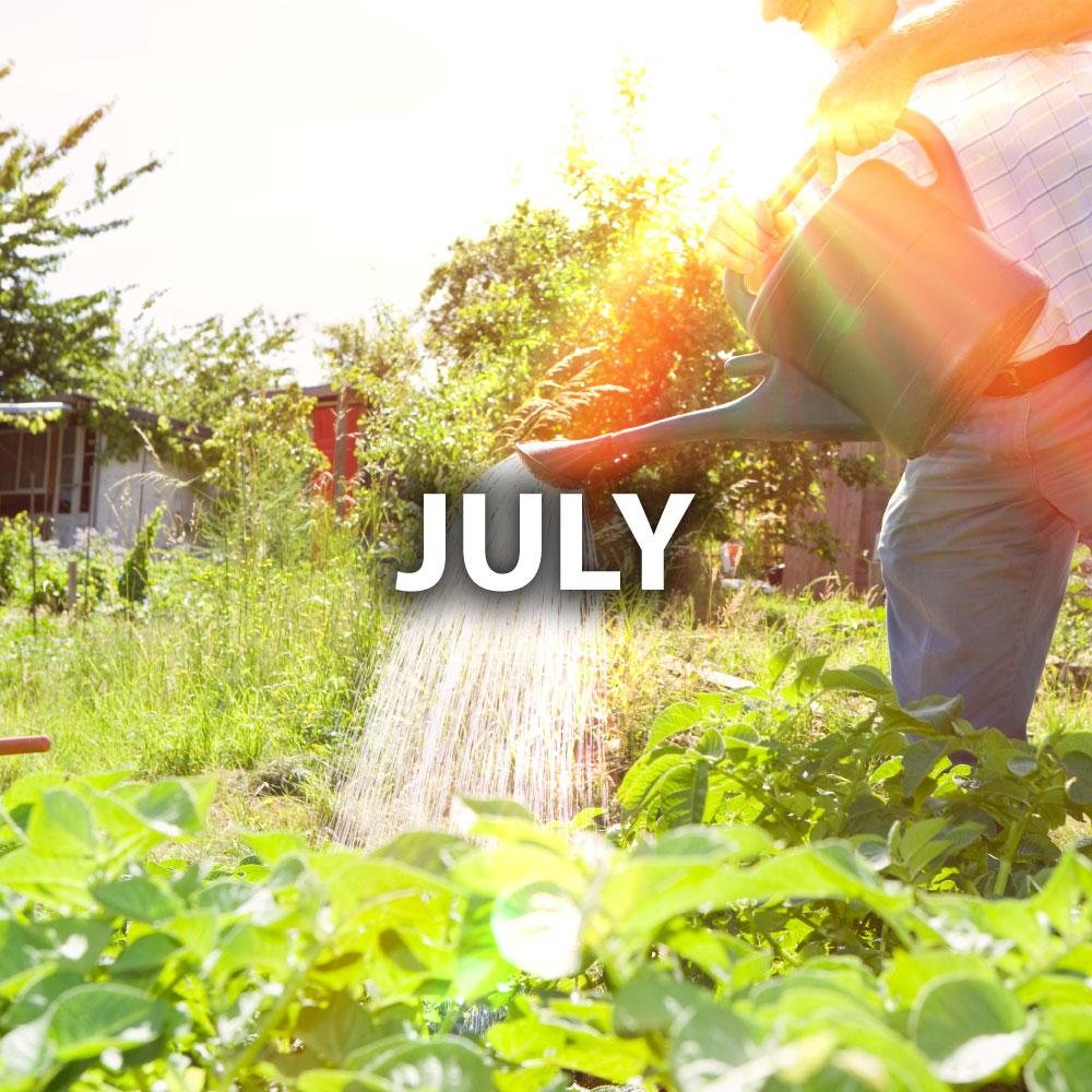July