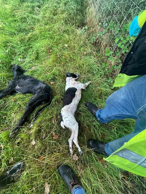 Warning: distressing image 2