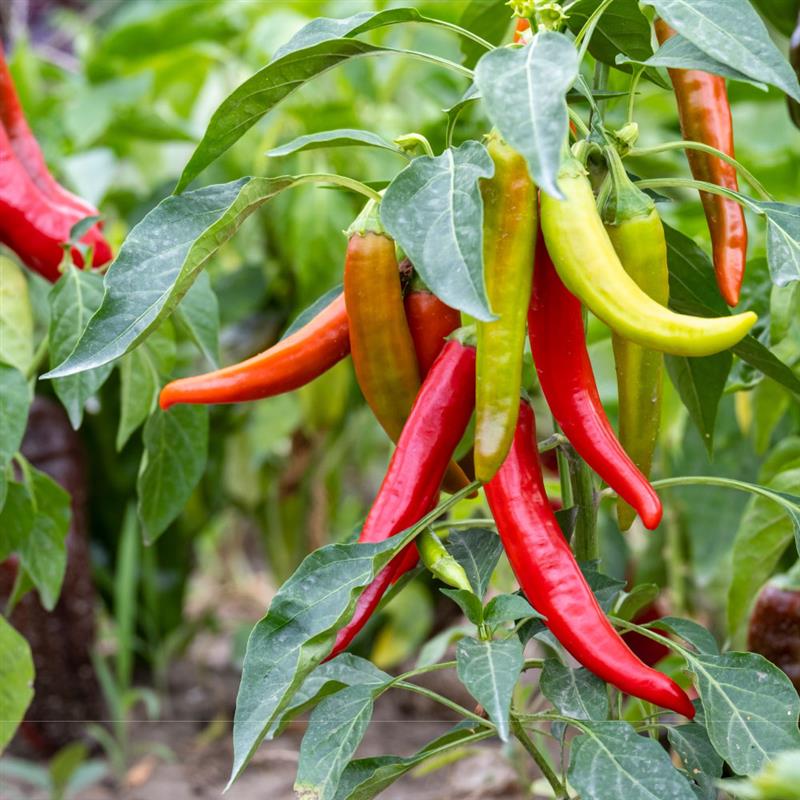 Chillies
