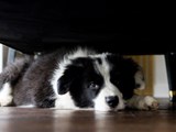 Keep pets calm during fireworks
