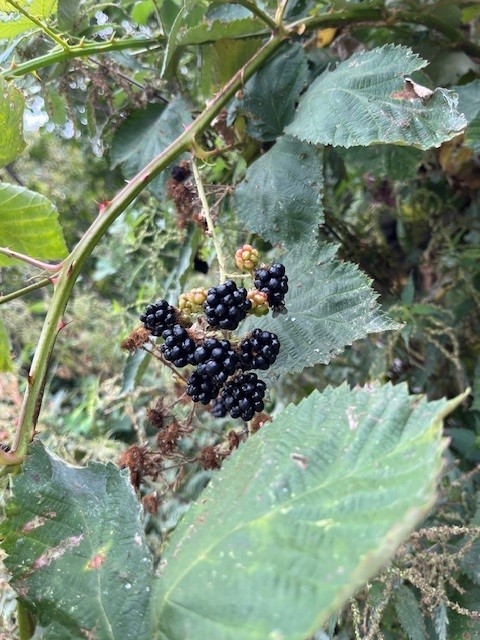 Blackberries